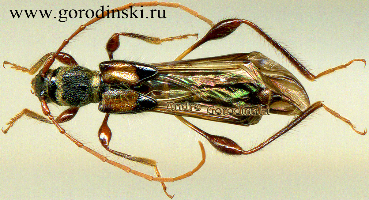 http://www.gorodinski.ru/cerambyx/Molorchus sp.2.jpg